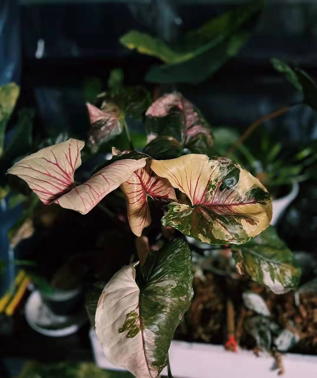 进口草莓冰 圣诞合果芋  Syngonium Christmas  正版春季出 - 图0