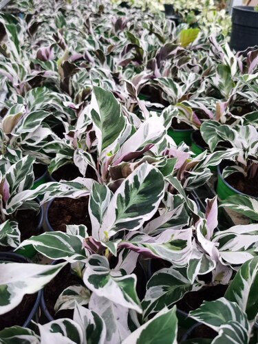 【77花卉】荷兰白油画 竹芋 进口原盆多苗 我只是懒得做详情页 - 图3