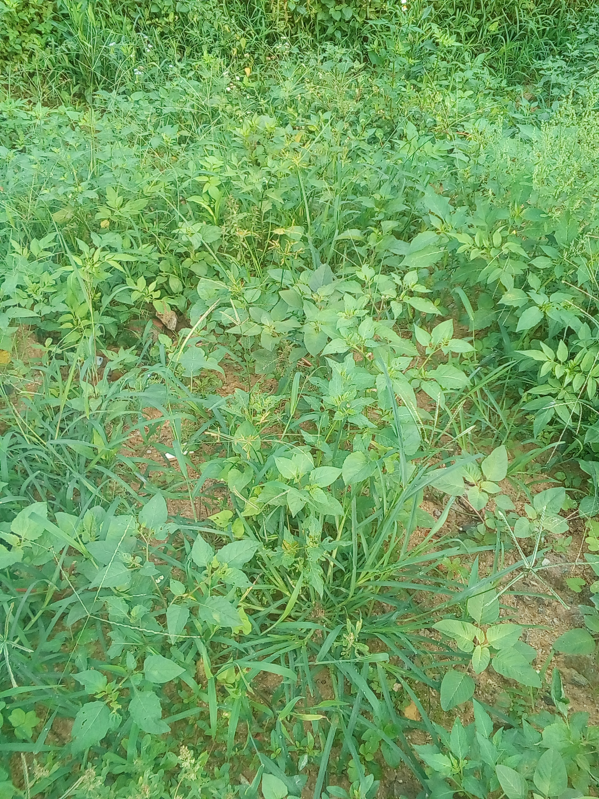 野生新鲜白花菜龙葵草野菜可食用白花菜农家采摘广东省 野生新鲜白花菜龙葵草野菜可食用白花菜农家采摘广东省