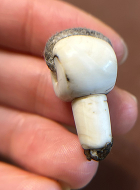 12mm西藏式老海螺阿呆三通白色左旋法螺手工雕刻尸陀林大孔道藏传
