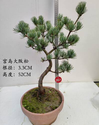 宫岛大阪松素材短针五针松盆景素材四季常青观叶花卉盆栽耐寒植物 - 图1