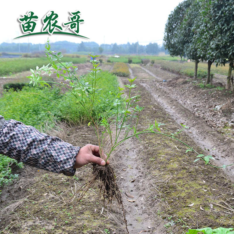 庭院绿化树苗