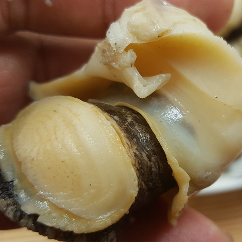 青岛现剥海螺肉大海螺冷冻海螺肉去头去内脏海鲜水产包邮顺丰 - 图1