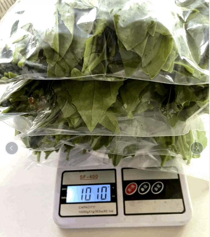 降糖草苗 正宗尼基罗草 胰岛树 降糖树 盆栽 鲜叶 长寿菜降压草 - 图1