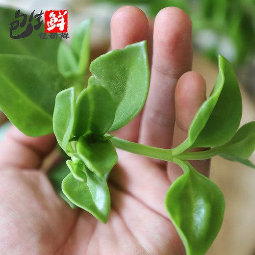 田七叶500g 穿心莲菜三七 新鲜食用蔬菜农家菜清淡爽口沙拉 - 图1