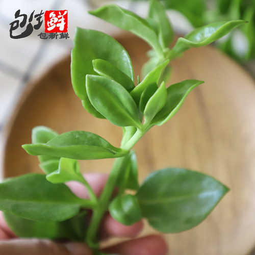 田七叶500g 穿心莲菜三七 新鲜食用蔬菜农家菜清淡爽口沙拉 - 图0