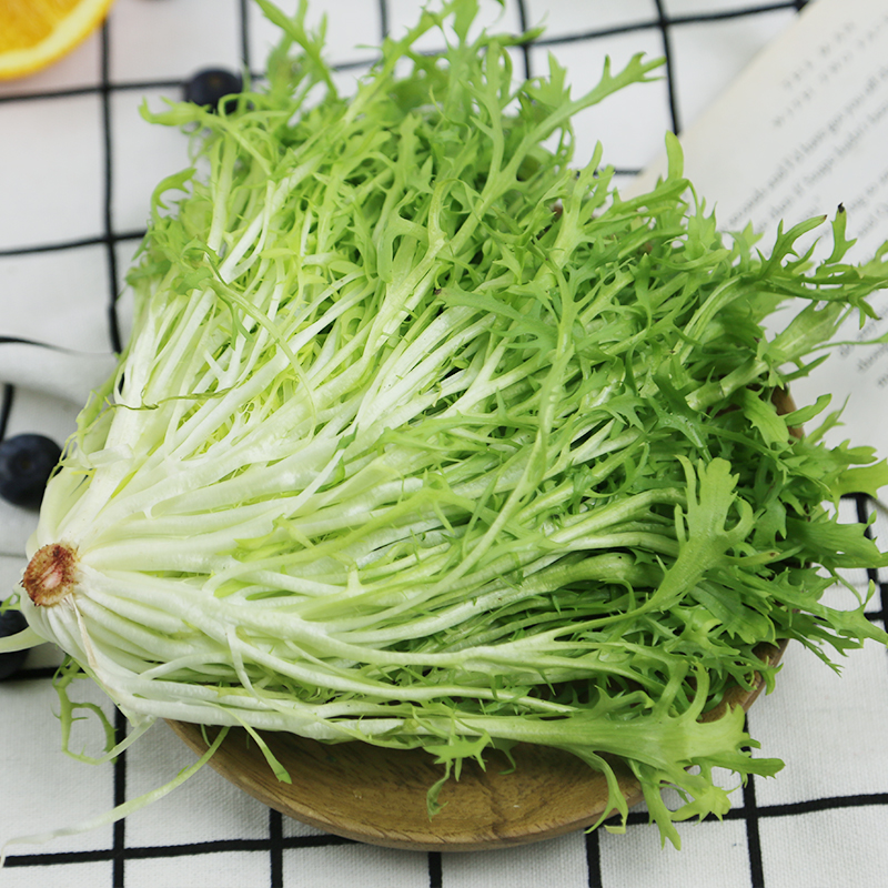 苦菊500克 新鲜苦叶苦苣苦菜生菜 沙拉菜 - 图1