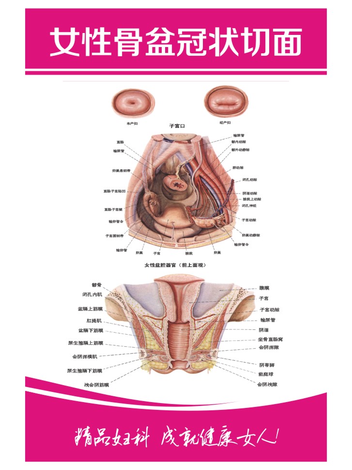 女性乳房子宫孕育图医用挂图妇科泌尿生殖器系统贴墙海报定制自粘