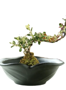 巴西木花盆苔藓球无孔菖蒲水培剑山盆景绿植陶瓷米竹花瓣