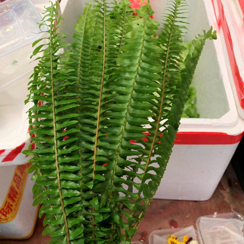 新鲜排骨草/情排草 1件10支 5件包邮锯齿蕨富贵蕨装饰食用花西餐_虎窝淘