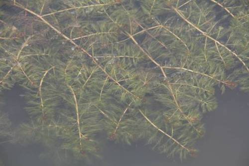 穗花狐尾藻 牛头尾环境生态工程水族园林水草 沉水植物4斤包邮 - 图0