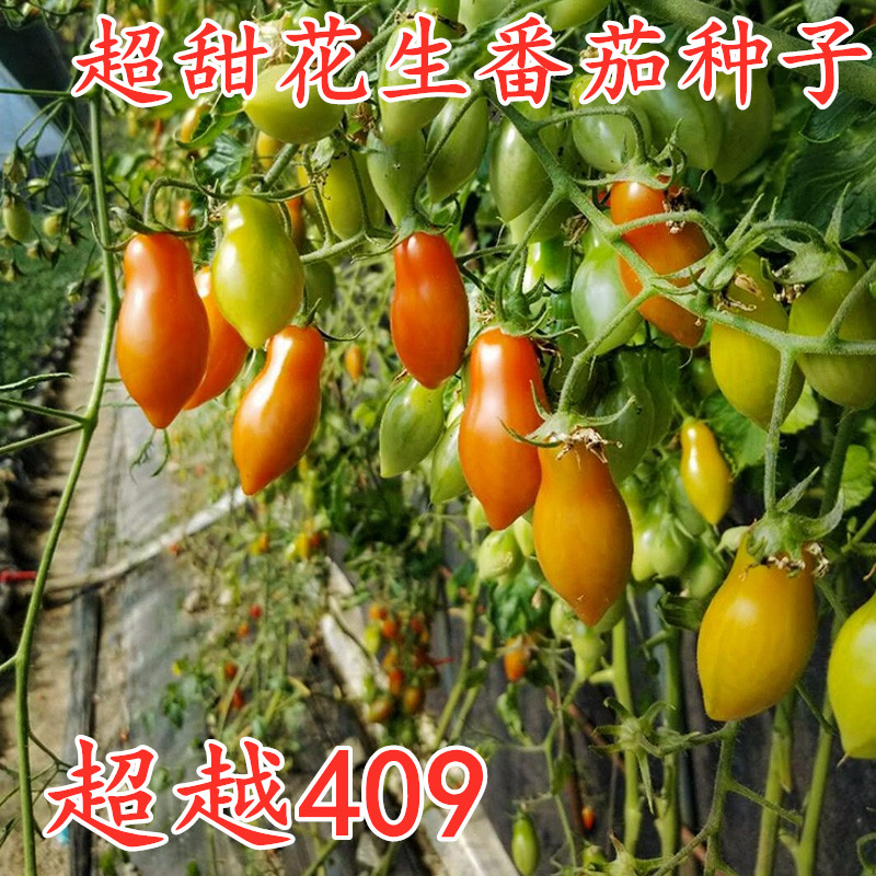 花生番茄种子樱桃西红柿种籽特色圣女果番茄种苗蔬菜秧苗超越409,淘宝优惠券,粉丝福利购,淘宝优惠卷