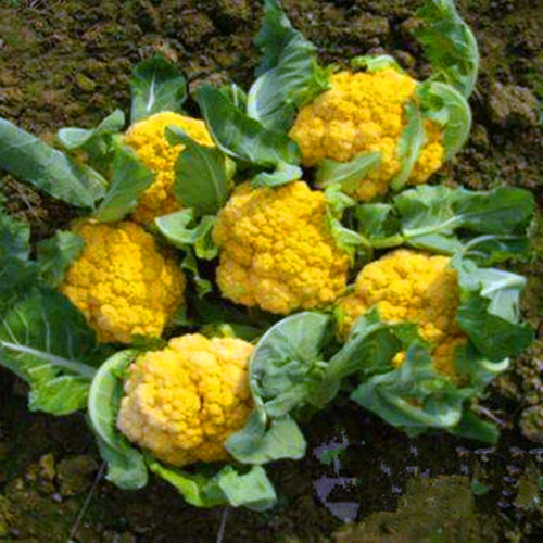金色花菜种子黄色花椰菜种籽菜花稀有特色蔬菜品种四季高产包邮 - 图2