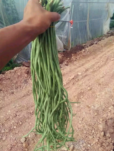 豆角种子长豇豆种籽绿白条顺直不鼓豆油豆架豆蔬菜种特选张塘王 - 图2