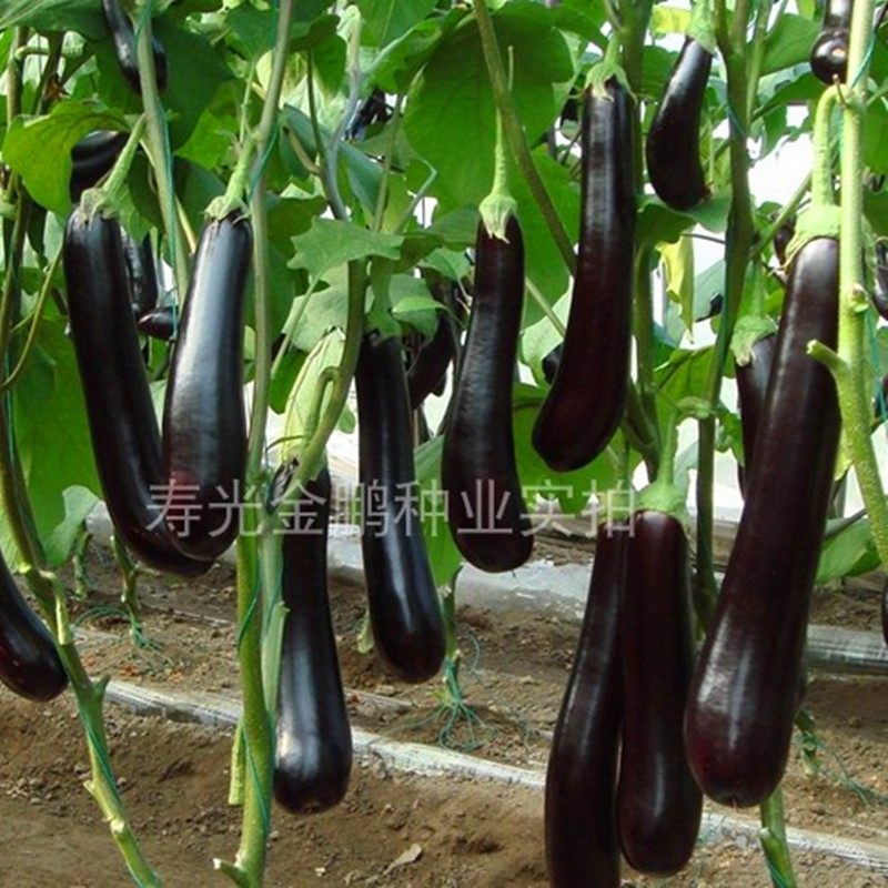 长茄种子绿萼绿把茄子种籽嫁接茄子苗子耐寒耐热四季蔬菜806长茄,淘宝优惠券,粉丝福利购,淘宝优惠卷