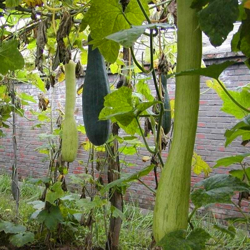 神奇砍瓜种子种苗随吃随砍 巨型砍瓜种籽 特色四季蔬菜种庭院包邮,淘宝优惠券,粉丝福利购,淘宝优惠卷