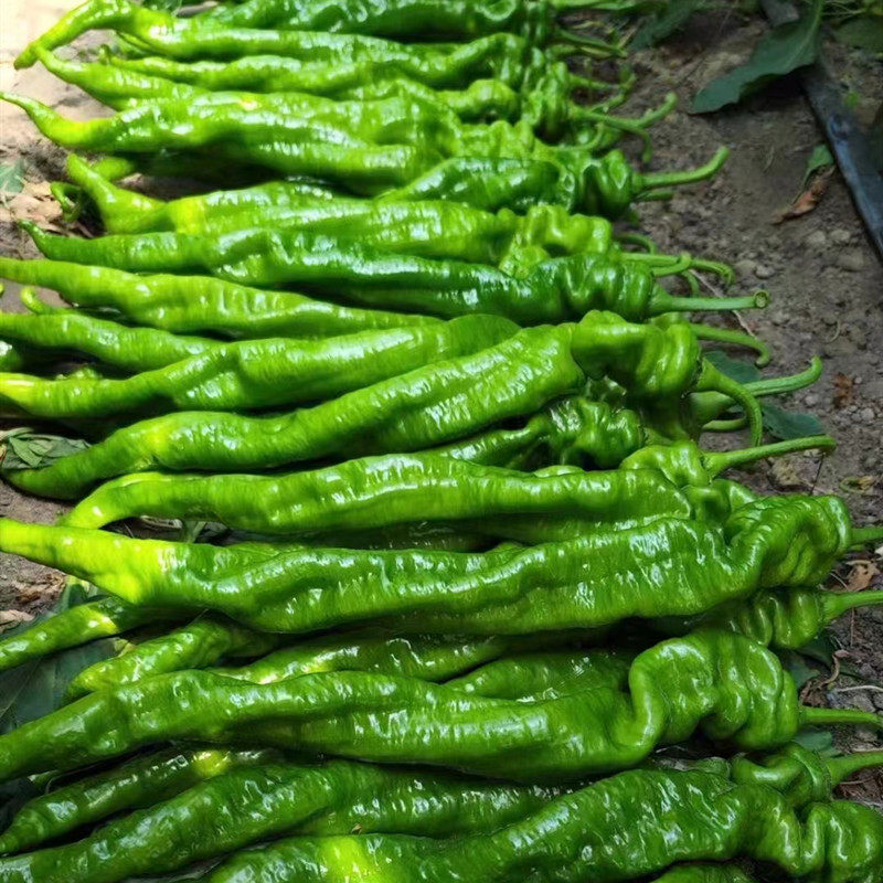 螺丝椒种子辣椒苗辣椒种籽种苗尖椒皮薄香辣大果四季蔬菜改良2315,淘宝优惠券,粉丝福利购,淘宝优惠卷