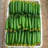 Торн без фруктовых семян огурца Мини -фрукты семена семян огурца, семена кремового дыни, четыре сезона без овощной доставки кайон