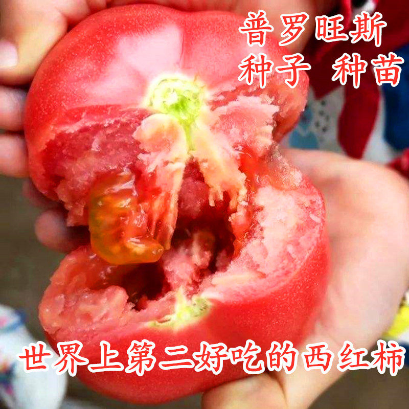 普罗旺斯番茄种子西红柿种籽草莓番茄苗沙瓤产量高口感好酸甜包邮 - 图2