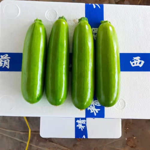 西葫芦种子角瓜茭瓜绞瓜种籽油绿翠绿高产耐寒抗病蔬菜包邮杜兰特 - 图2
