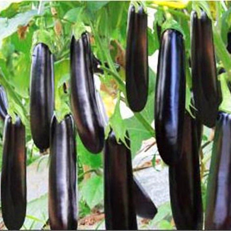 长茄种子绿萼绿把茄子种籽嫁接茄子苗子耐寒耐热四季蔬菜806长茄,淘宝优惠券,粉丝福利购,淘宝优惠卷
