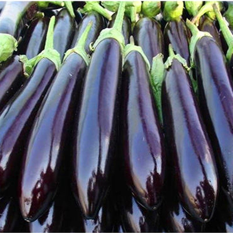 长茄种子绿萼绿把茄子种籽嫁接茄子苗子耐寒耐热四季蔬菜806长茄,淘宝优惠券,粉丝福利购,淘宝优惠卷