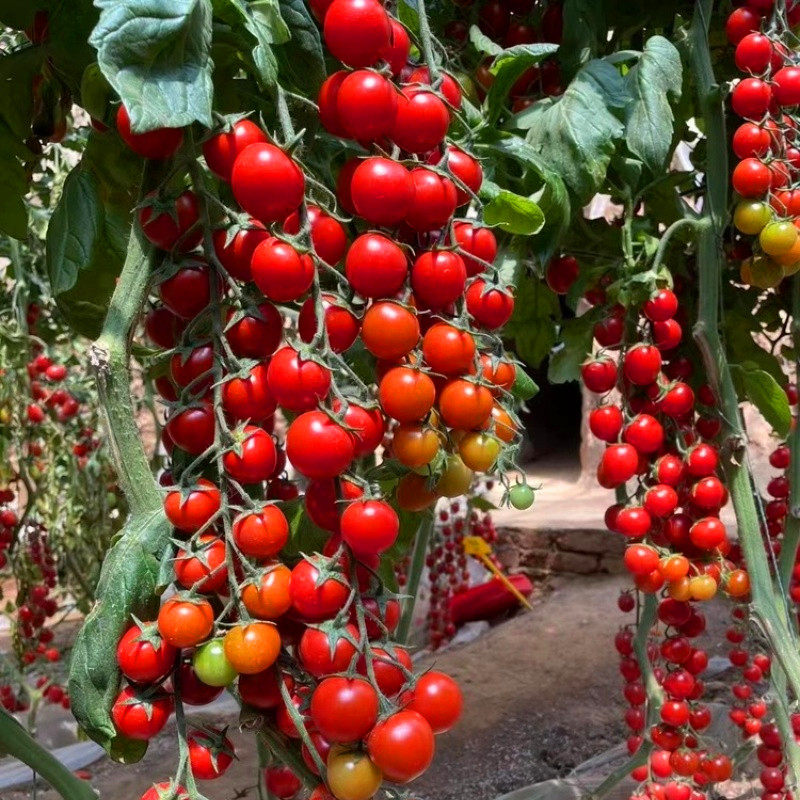 高糖超甜串收圆形红色小番茄种子小红圣女果种籽四季蔬菜红灯笼,淘宝优惠券,粉丝福利购,淘宝优惠卷