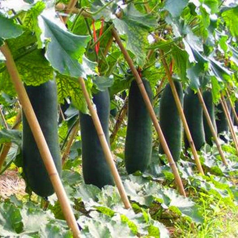 广东黑皮冬瓜种子特大切片冬瓜种籽高产炮弹冬瓜四季庭院蔬菜包邮,淘宝优惠券,粉丝福利购,淘宝优惠卷