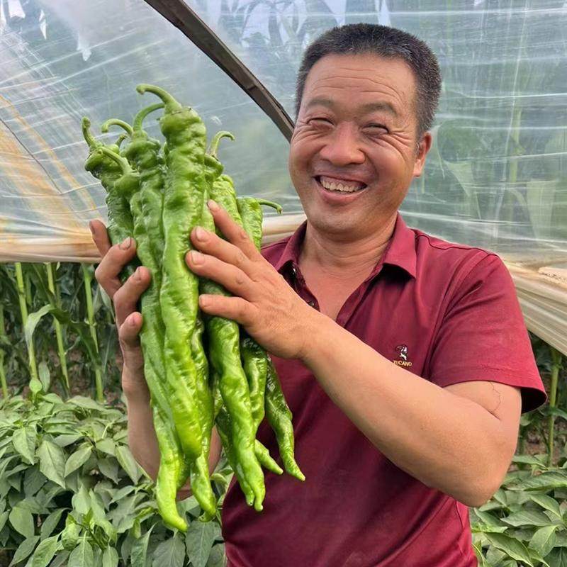 大果全螺旋螺丝椒种子辣椒苗薄皮顺直辣味浓辣椒种籽尖椒四季蔬菜,淘宝优惠券,粉丝福利购,淘宝优惠卷