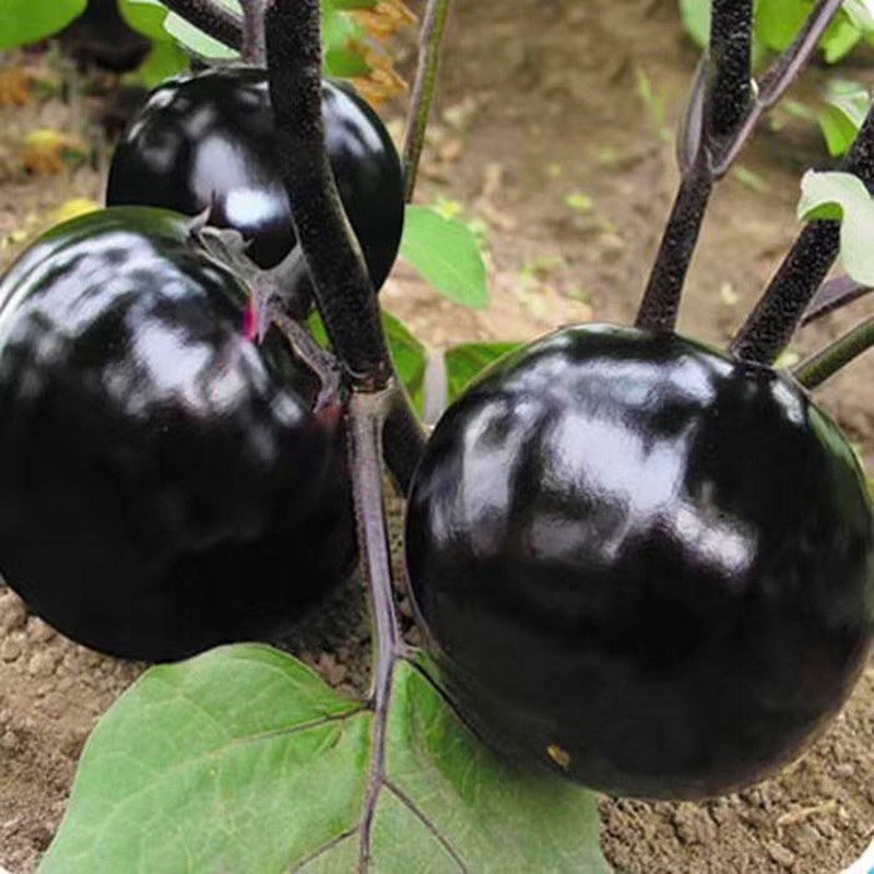 圆茄种子黑色圆形茄种籽紫黑色果型大产量高口感好四季蔬菜黑圆王 - 图0