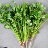 Четыре сезона кориандр фермы фермы Lagua Grand Leaf Seeds Seeds растительные овощные овощ