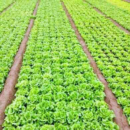 速生大叶生菜种子散叶细叶玻璃生菜种籽四季蔬菜青菜阳台庭院包邮 - 图2
