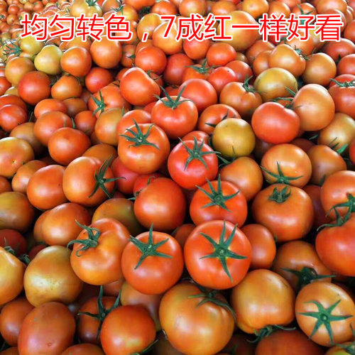 大红果番茄种子大果西红柿种籽番茄秧苗子嫁接苗四季蔬菜籽塔丽亚 - 图2