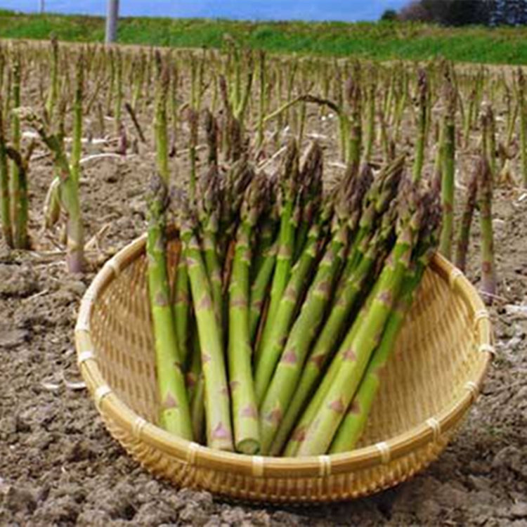 芦笋种籽特色蔬菜种子紫色芦笋种四季蔬菜种植高产多年收包邮,淘宝优惠券,粉丝福利购,淘宝优惠卷