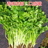 Четыре сезона кориандр фермы фермы Lagua Grand Leaf Seeds Seeds растительные овощные овощ