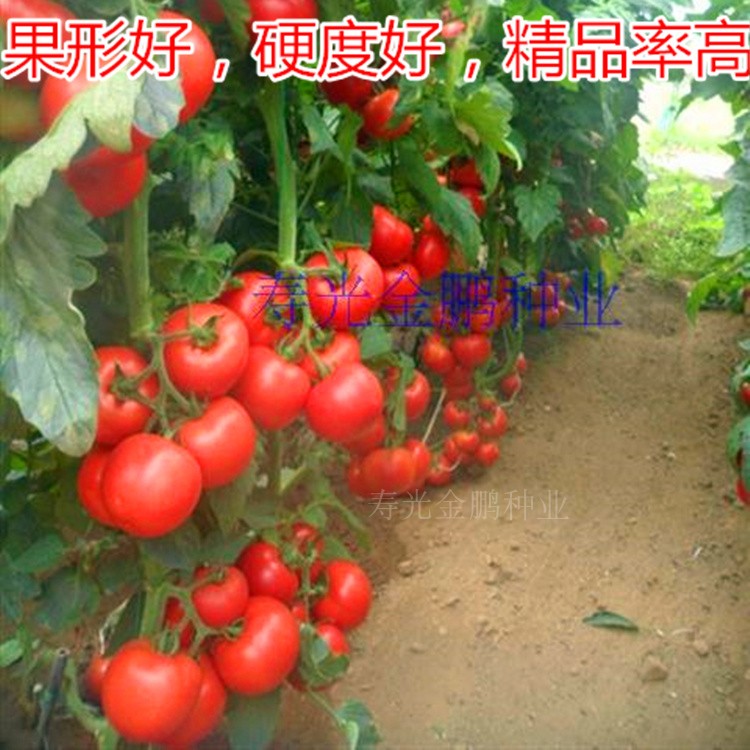 番茄种籽粉红西红柿种子番茄苗耐寒大果高产四季蔬菜种苗子凯萨,淘宝优惠券,粉丝福利购,淘宝优惠卷