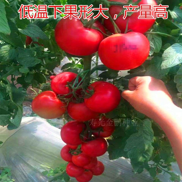 番茄种籽粉红西红柿种子番茄苗耐寒大果高产四季蔬菜种苗子凯萨,淘宝优惠券,粉丝福利购,淘宝优惠卷