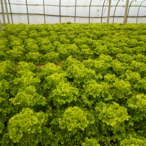 速生大叶生菜种子散叶细叶玻璃生菜种籽四季蔬菜青菜阳台庭院包邮 - 图0
