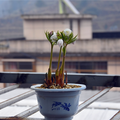 秋冬花卉圣诞玫瑰铁筷子花苗室内外庭院盆栽地栽花卉全国包邮 虎窝淘