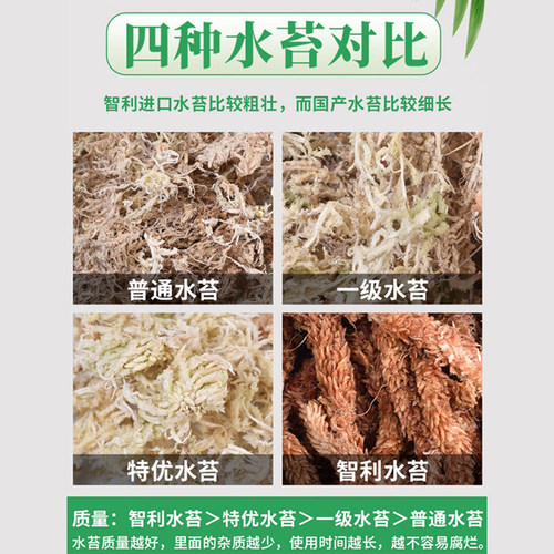 水苔蝴蝶兰专用兰花营养土蝴蝶兰石斛进口优质干苔藓乌龟爬宠垫材 - 图1