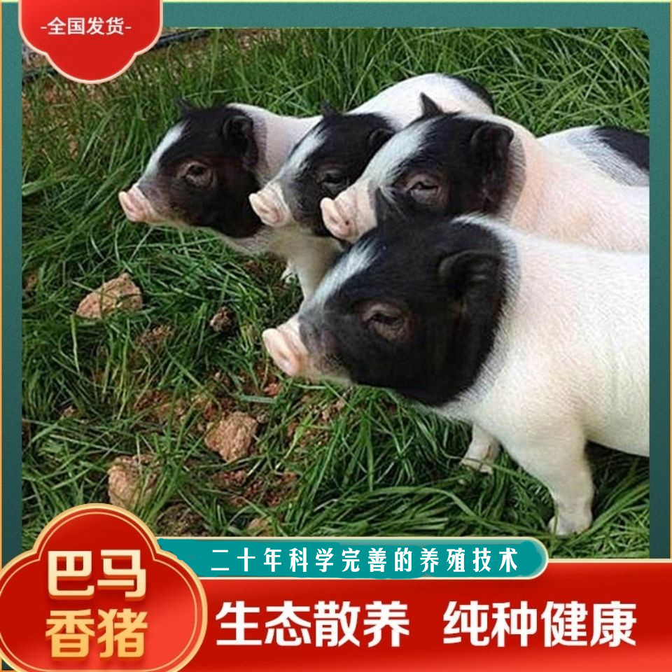 包邮纯种巴马香猪幼崽活体小香猪活苗成年肉猪活物宠物散养藏香猪,淘宝优惠券,粉丝福利购,淘宝优惠卷