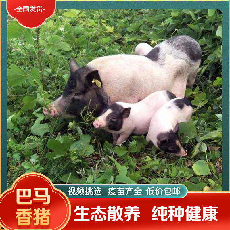 广西全国包邮纯种巴马香猪小香猪活物成年怀孕香猪宠物小香猪,淘宝优惠券,粉丝福利购,淘宝优惠卷