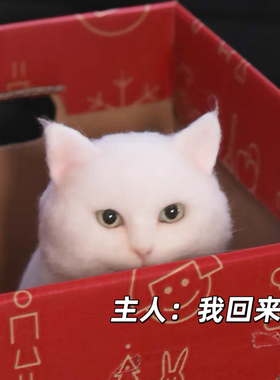 30cm羊毛毡仿真猫狗定制玩偶