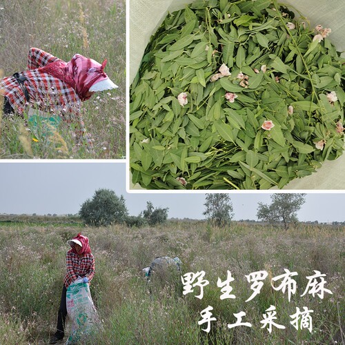 罗布麻茶新疆正品特级散装500克野生头茬罗布麻嫩叶茶 - 图2