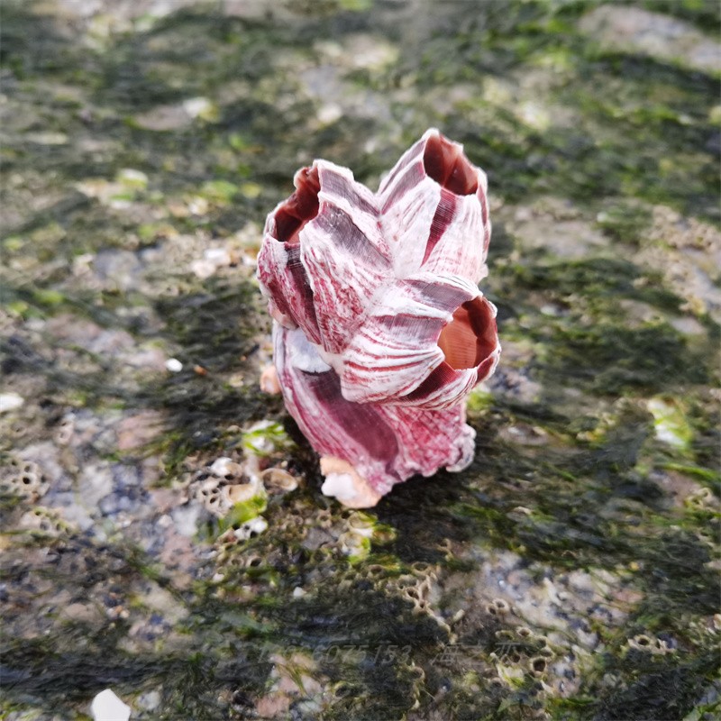 天然珊瑚海石花紫藤壶海盘车鱼窝躲避鱼缸水族箱造景装饰海螺-图0