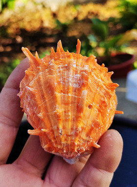 海菊贝标本收藏自然对贝壳