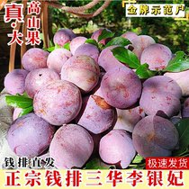 Standard Big Fruit Zhengzong Letter Yiqian Qianfei Princess Sanhua Li Hongxin Li Shuanghua Li Shuanghua Li Fresh Fruit Pregnant Women Fruits