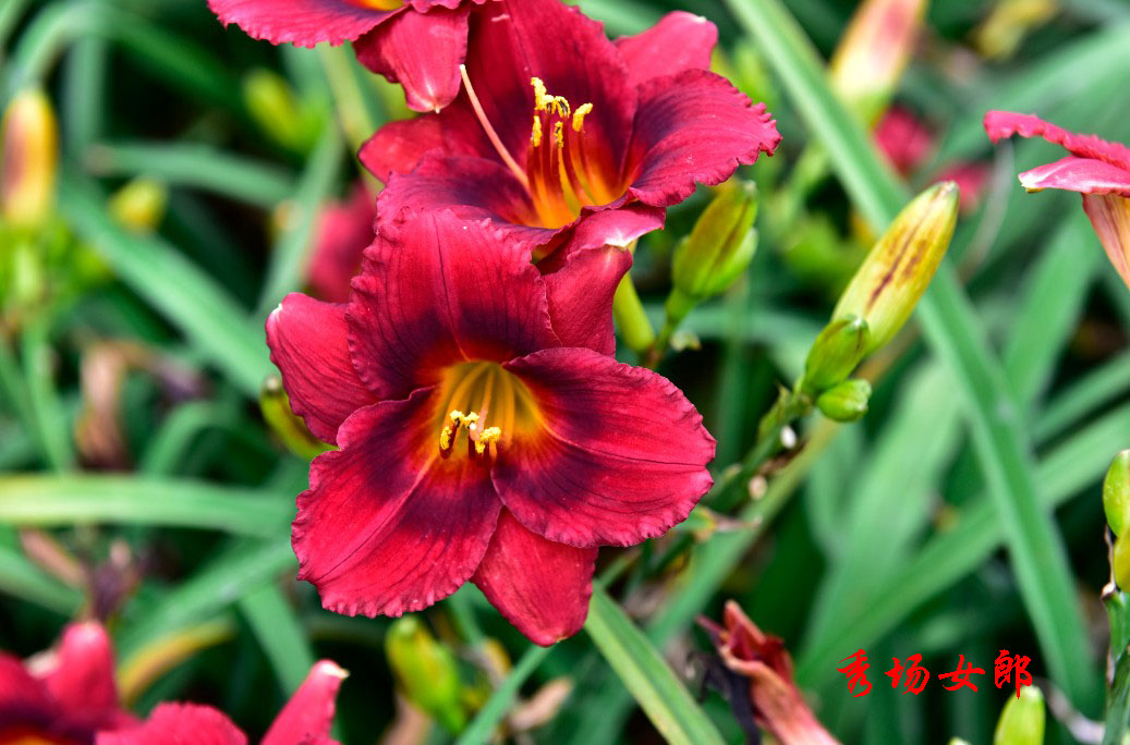 进口大花萱草集合 大花耐寒耐热多年生宿根花园盆栽植物花卉花苗 - 图2