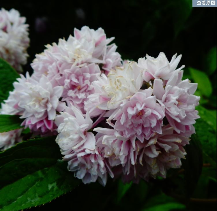 新品溲疏 粉蓬蓬/粉红绒球 花期长耐寒丰花庭院花园绿植花卉花苗 - 图2