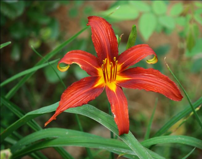 进口大花萱草集合 大花耐寒耐热多年生宿根花园盆栽植物花卉花苗 - 图3